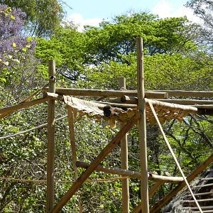 Wooly monkey at rest - Belo Horizonte zoo