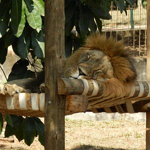 Lolek at rest - Belo Horizonte zoo