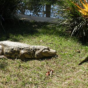 Caimans in the sun - Belo Horizonte zoo