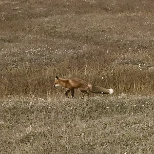 Red Fox - Alaska