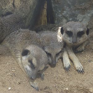 Meerkats - Zooparc de Beauval - 08/2020