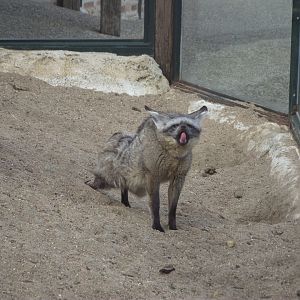 Bat-eared Fox - Zooparc de Beauval - 08/2019