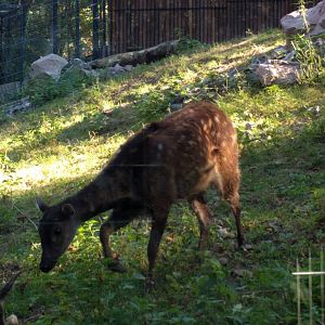 Treasures of the Phillipines female Visayan Spotted Deer