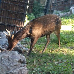 Treasures of the Phillipines Male Visayan Spotted Deer