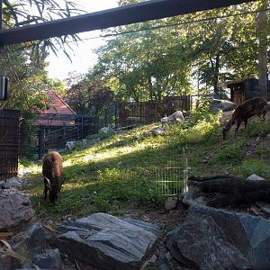 Treasures of the Phillipines Visayan Spotted Deer and Visayan Warty Pig Enclosure