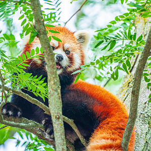 Adira the female Red Panda