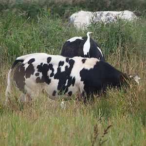 Western cattle egret (Bubulcus ibis) on actual cattle (Bos taurus), 2021-09-14