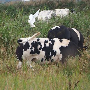 Western cattle egret (Bubulcus ibis) on actual cattle (Bos taurus), 2021-09-14
