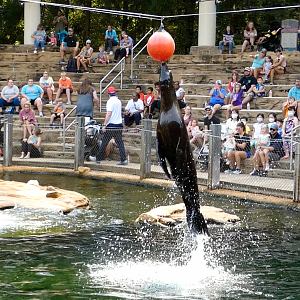 Sep. 2021 - Northwest Passage - Sea Lion Presentation