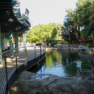 May. 2021 - Turtle Trek & Manatee Rescue - Loggerhead/Green Sea Turtle Exhibit