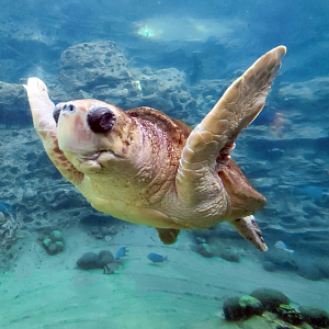 May. 2021 - Turtle Trek & Manatee Rescue - Loggerhead Sea Turtle