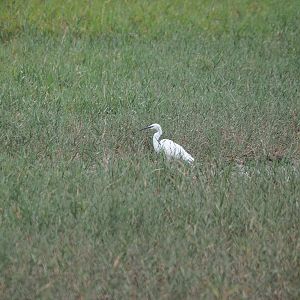 Little egret (Egretta garzetta), 2021-09-14