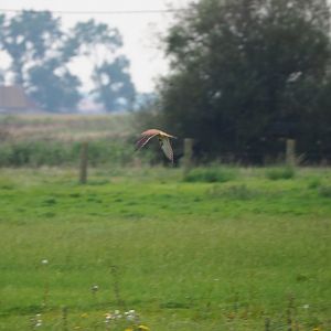 Eurasian kestrel (Falco tinnunculus) flying with prey, 2021-09-14