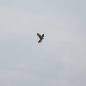 Eurasian kestrel (Falco tinnunculus)  hovering, 2021-09-14