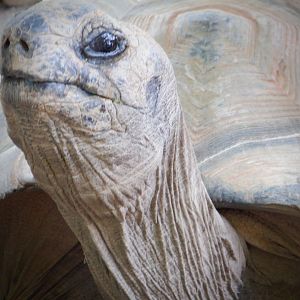 Aldabra Tortoise at the Greensboro Science Center
