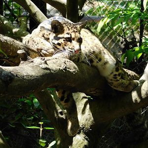 Clouded Leopard