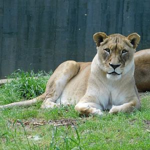 African Lioness