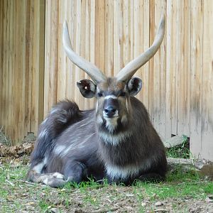 Sitatunga