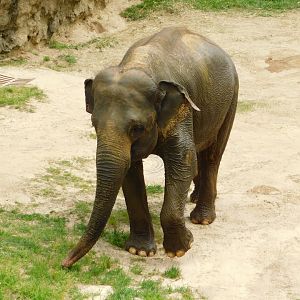 Female Asian Elephant