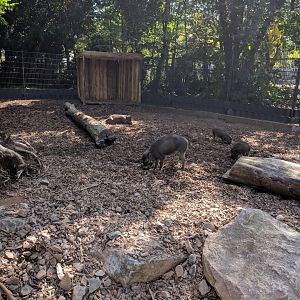 Treasures of the Phillipines Visayan Warty Pig Enclosure