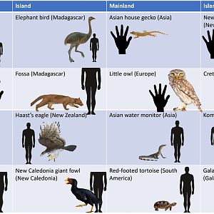 Examples of island gigantism
