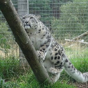 Snow Leopard