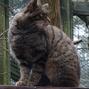 Scottish Wildcat