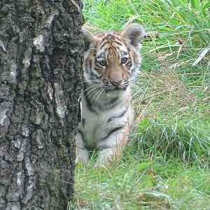 Amur Tiger Cub