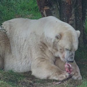 Male Polar Bear