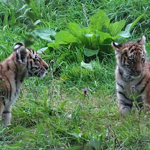 Amur Tiger Cubs