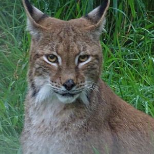 Northern Lynx