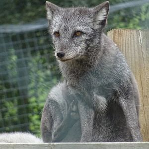 Arctic Fox