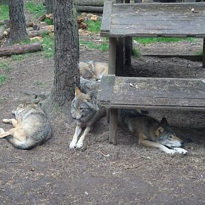 European wolves