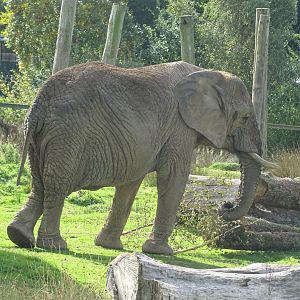African elephant Mondy