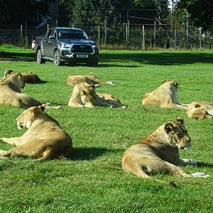 African Lions