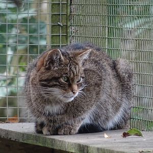Scottish Wildcat