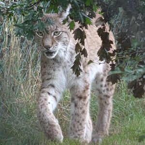 Northern Eurasian Lynx