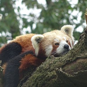Sleepy Red Panda