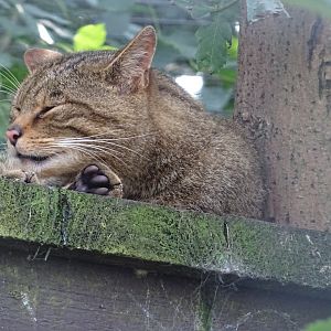 Scottish Wildcat