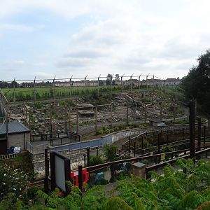Snow Leopards Enclosure