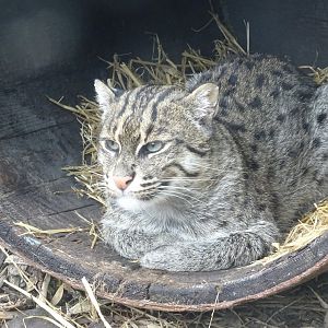 Fishing Cat