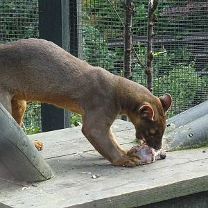 Fossa
