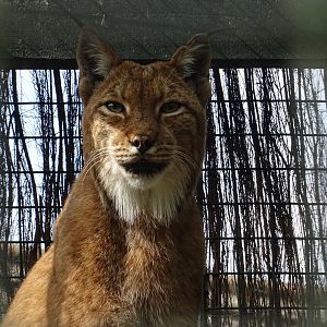 Lynx