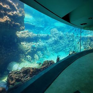 May. 2021 - Turtle Trek & Manatee Rescue - Loggerhead Sea Turtle/Green Sea Turtle Exhibit