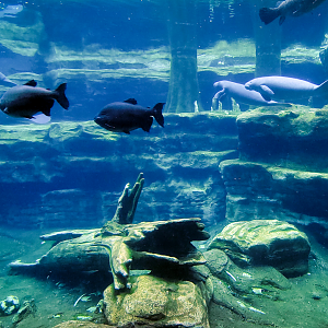 May. 2021 - Turtle Trek & Manatee Rescue - Florida Manatee Exhibit (Second View)