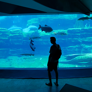 May. 2021 - Turtle Trek & Manatee Rescue - Florida Manatee Exhibit a (Second View)