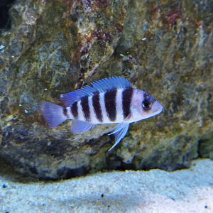 Cyphotilapia frontosa