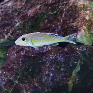 Callochromis pleurospilus, male