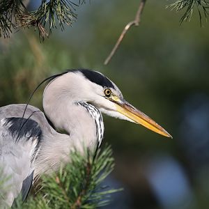 Grey heron