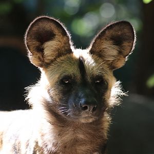 African wild dog